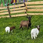 Laura Farm Подчетртек