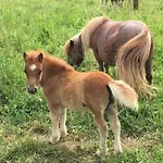 Laura Farm Апартаменты