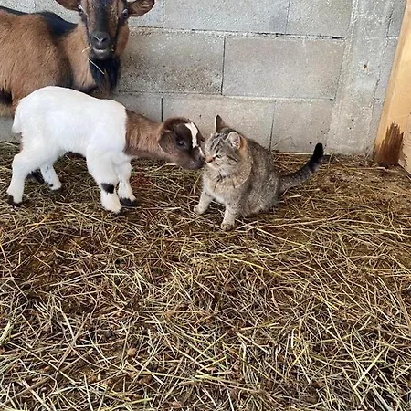 Laura Farm *