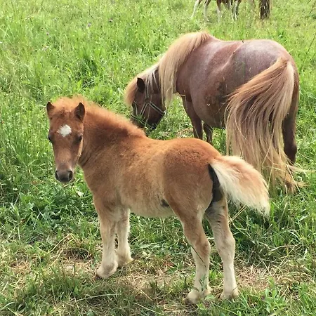 Laura Farm Apartma