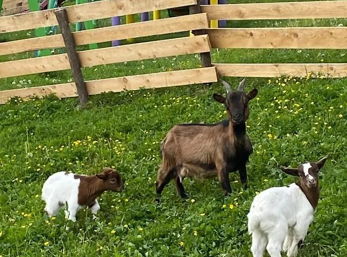 Laura Farm פודצ'טרטק